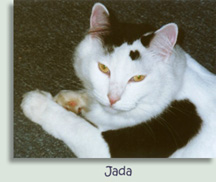 Jada