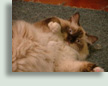 Kodiak