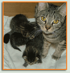 Manea with her kittens. Precious babies that we helped bring into this world.