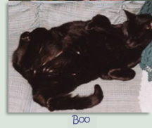 Boo