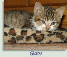 Gizmo