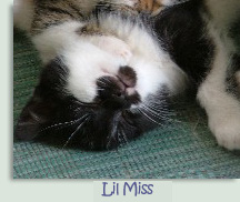 Lil Miss