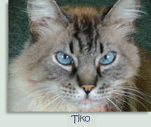 Tiko