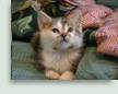Pippin