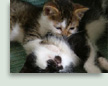 Pippin & Lil Miss