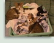 All the Babies