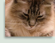 Tiko