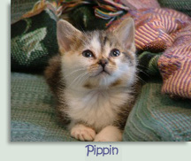 Pippin